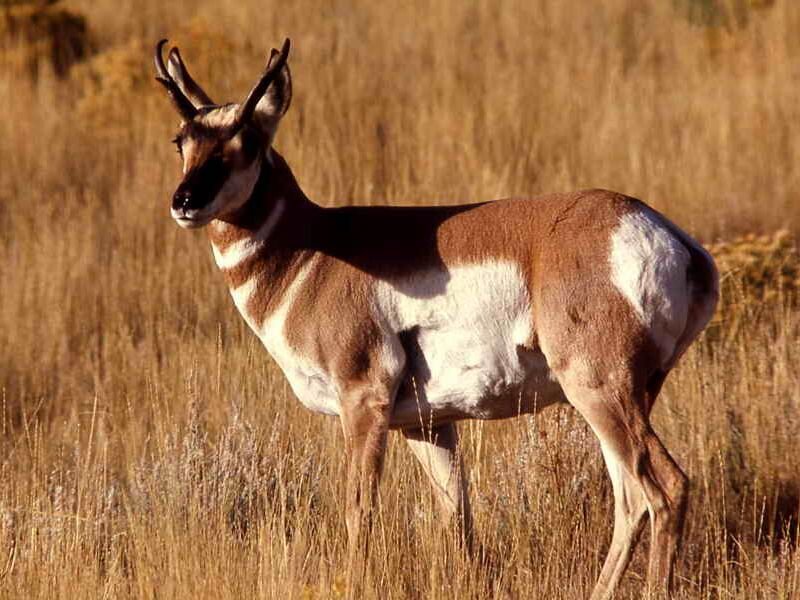 Pronghorn Antelope