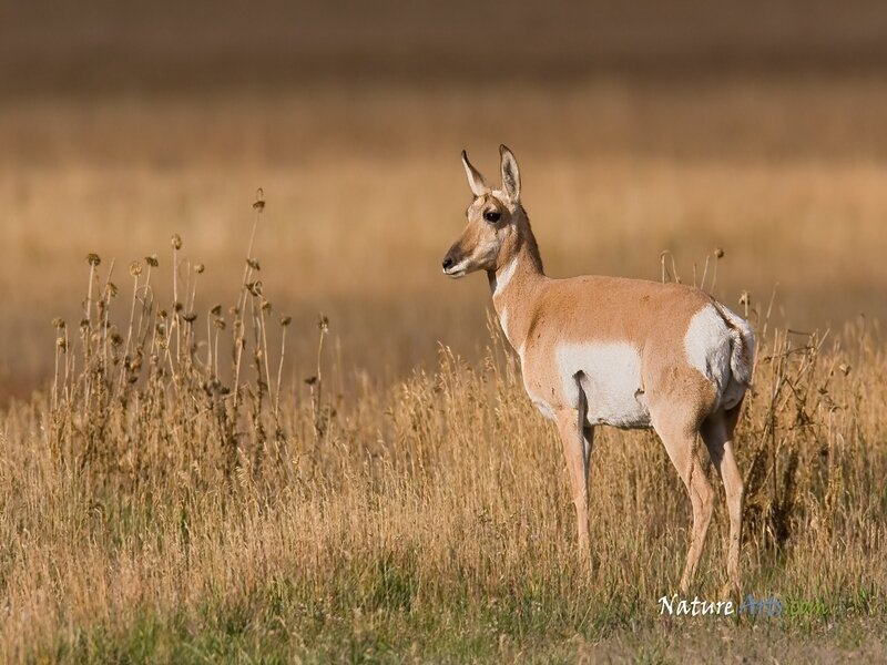 pronghorn in a field