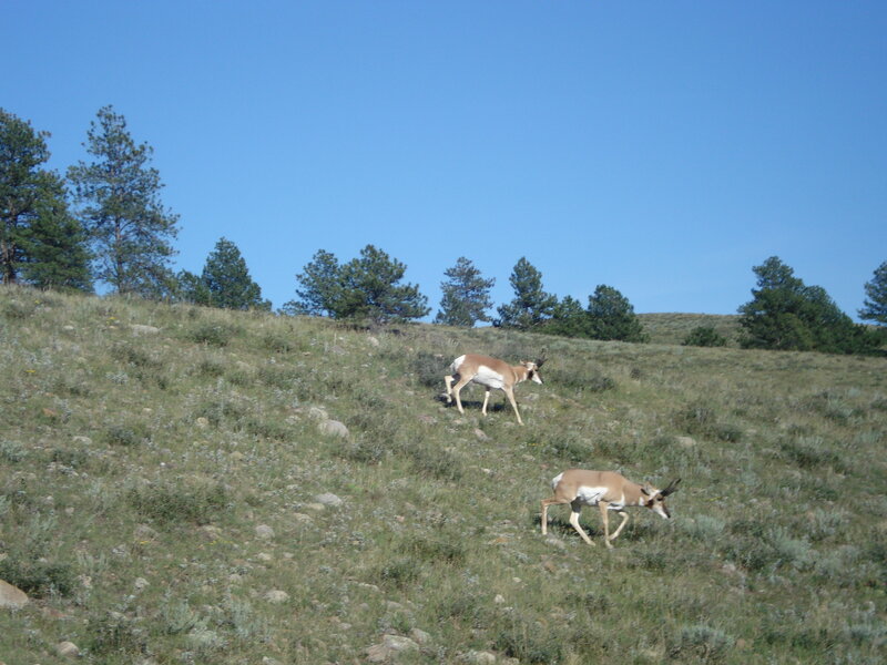 Pronghorns on a grassy hill