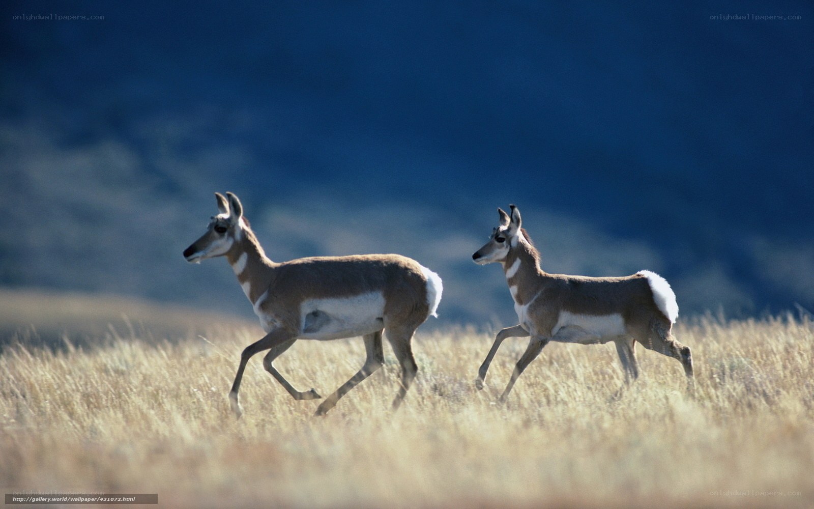 Pronghorns running in field
