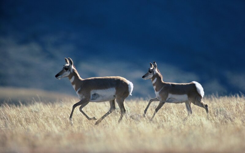 Pronghorns running in grassland