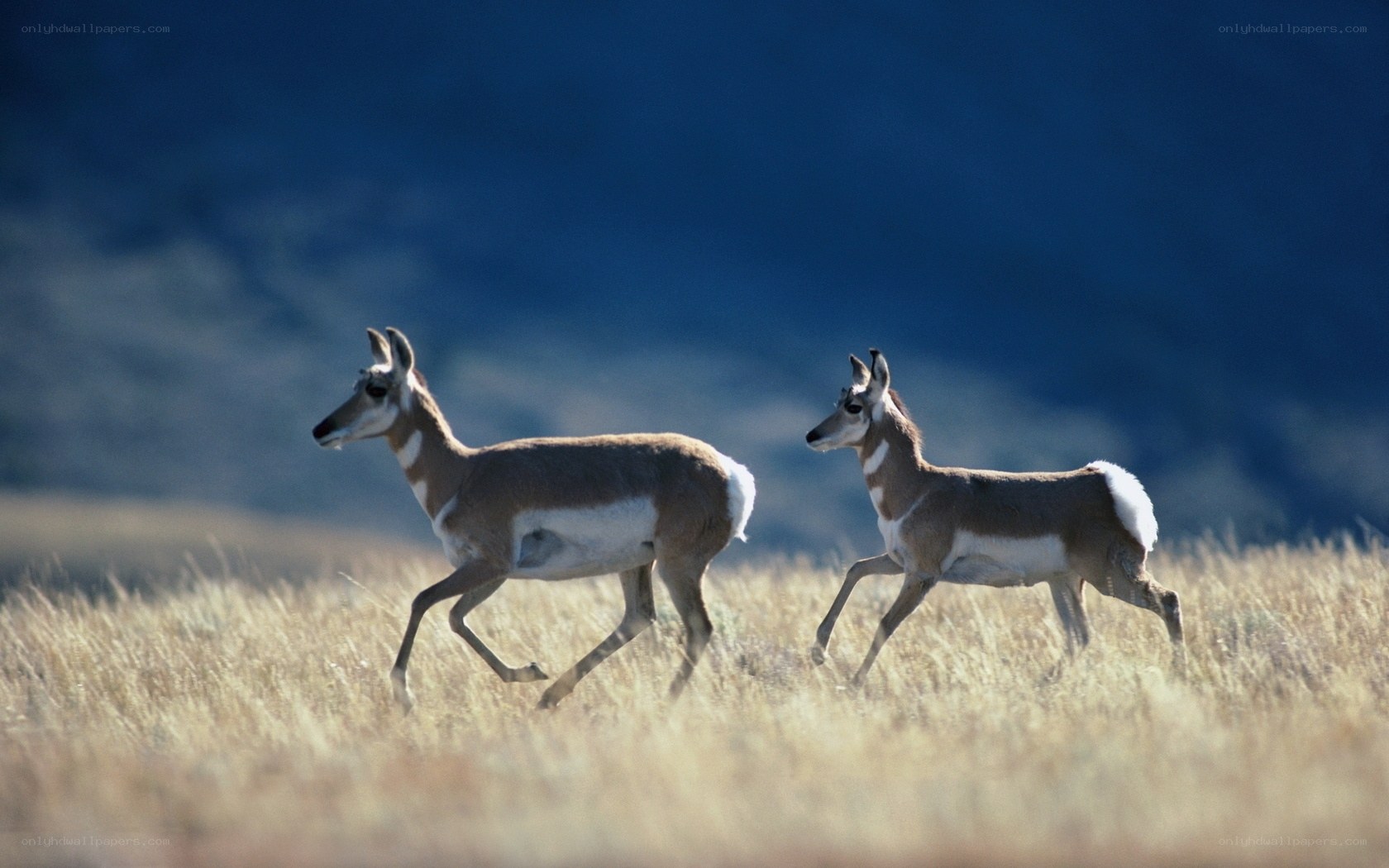 Pronghorns running in grassland