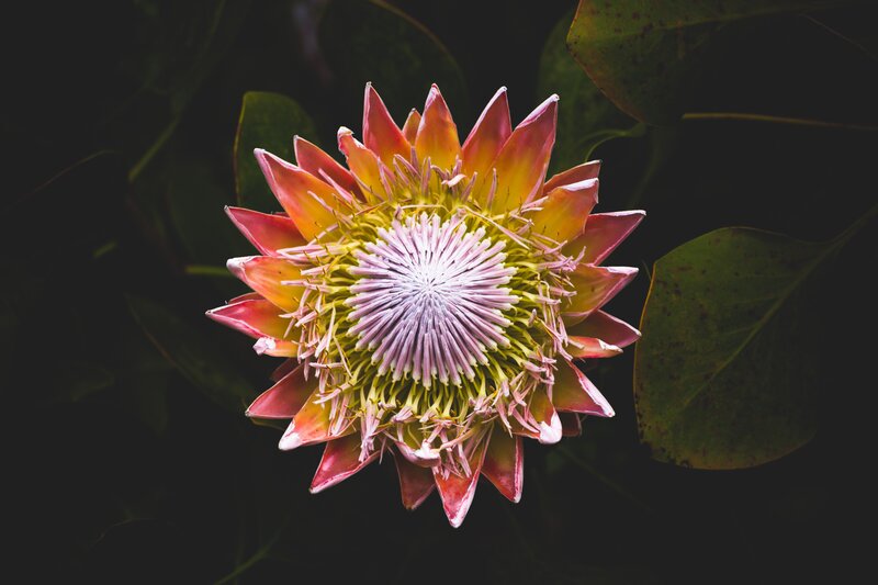 Protea Flower Bloom — Pink, Dramatic