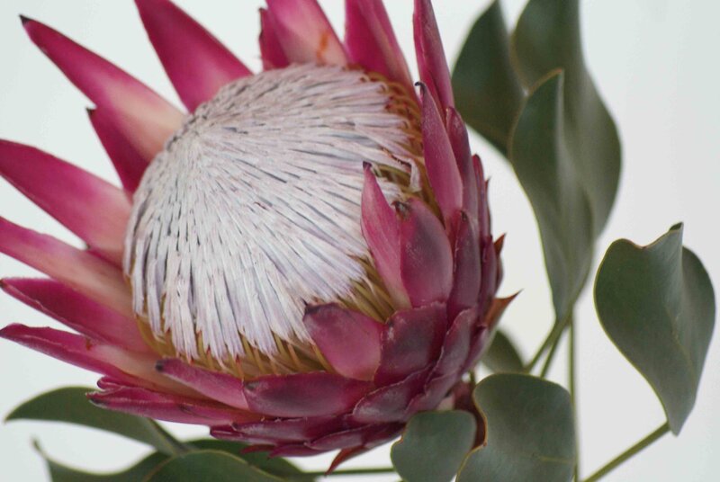 Protea Flower Bloom — Pink