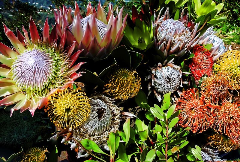 Protea Flower Bouquet
