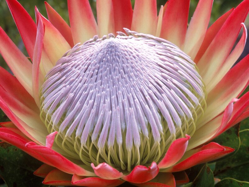 Protea Flower Center
