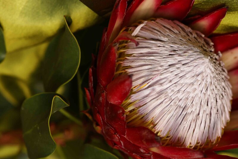 Protea Flower Close-up