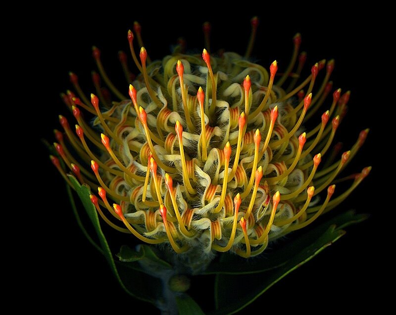 Protea Flower Head
