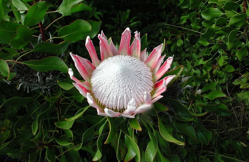 Protea Flower in Bloom — Green, Natural