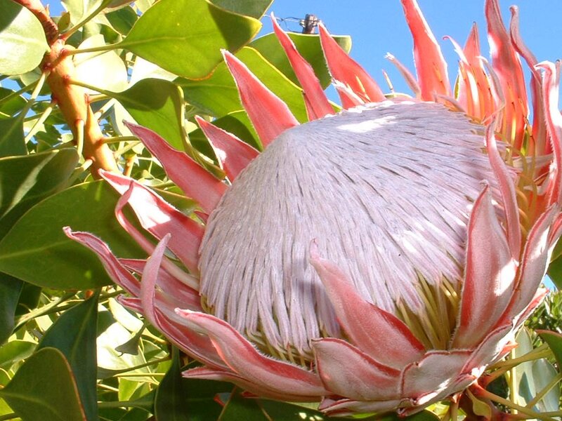 Protea Flower in Bloom — Green