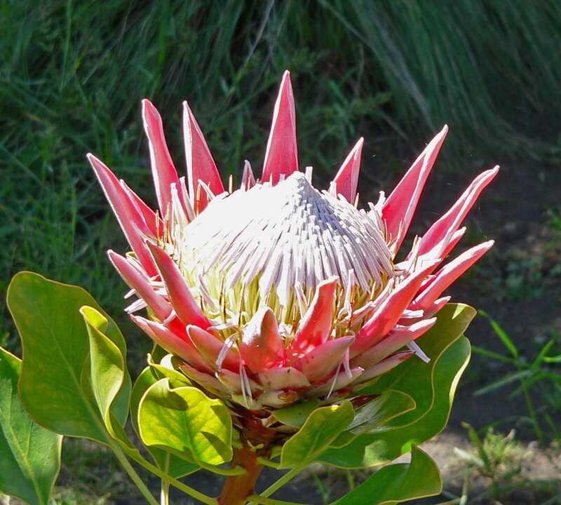 Protea Flower in Bloom — Red