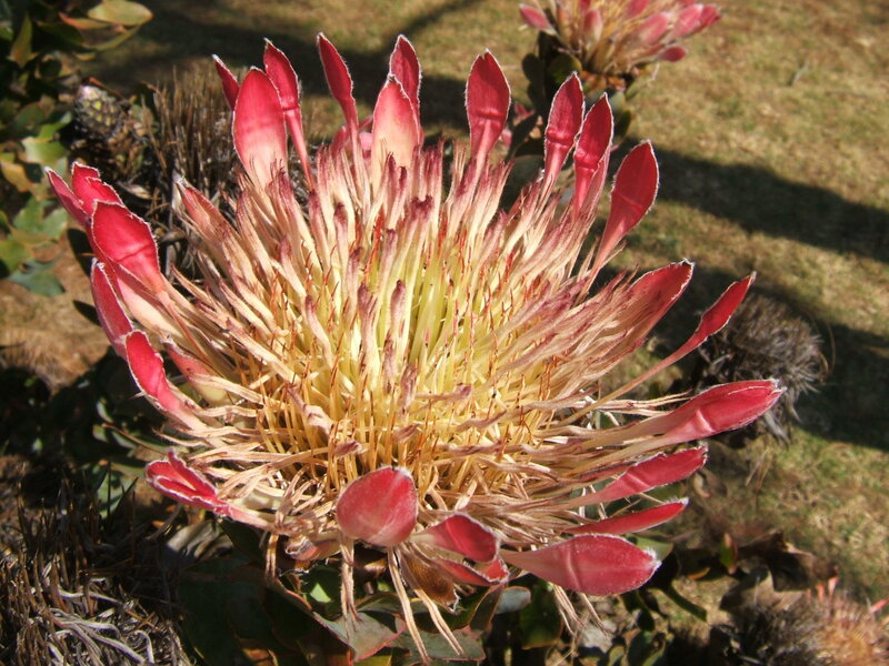 Protea Flower in Bloom
