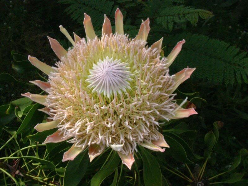 Protea Flower in Bloom — White