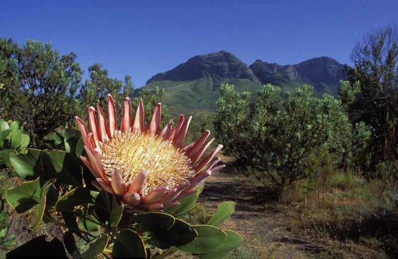 Protea flower in mountain landscape