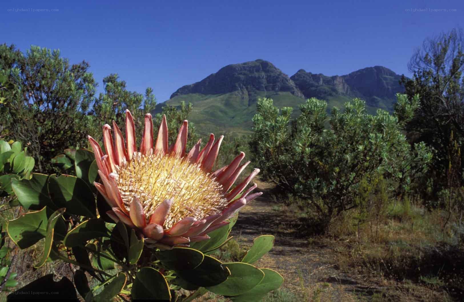 Protea flower in mountain landscape