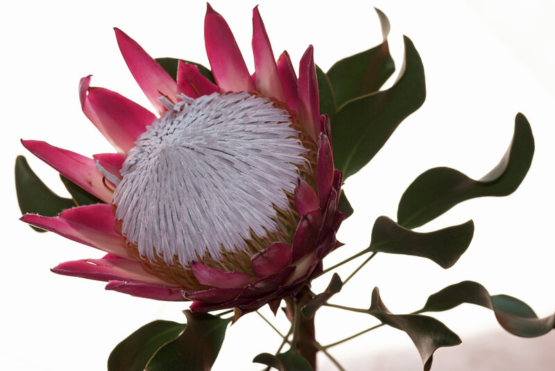 Protea Flower