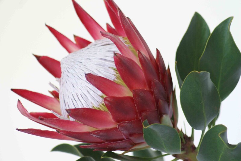 Protea Flower with Green Leaves