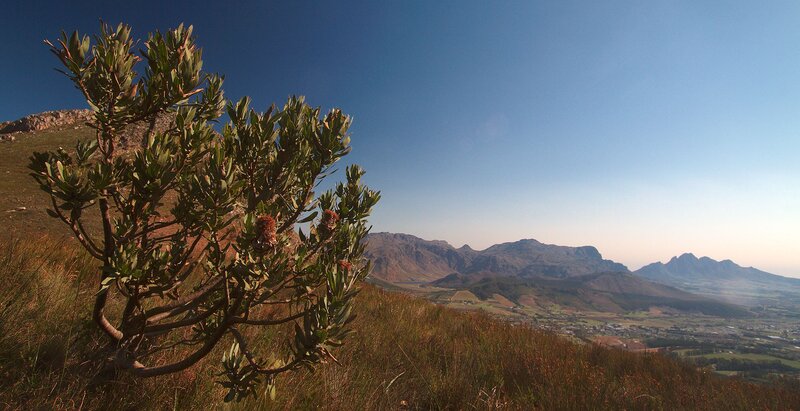 Protea Plant on Hillside