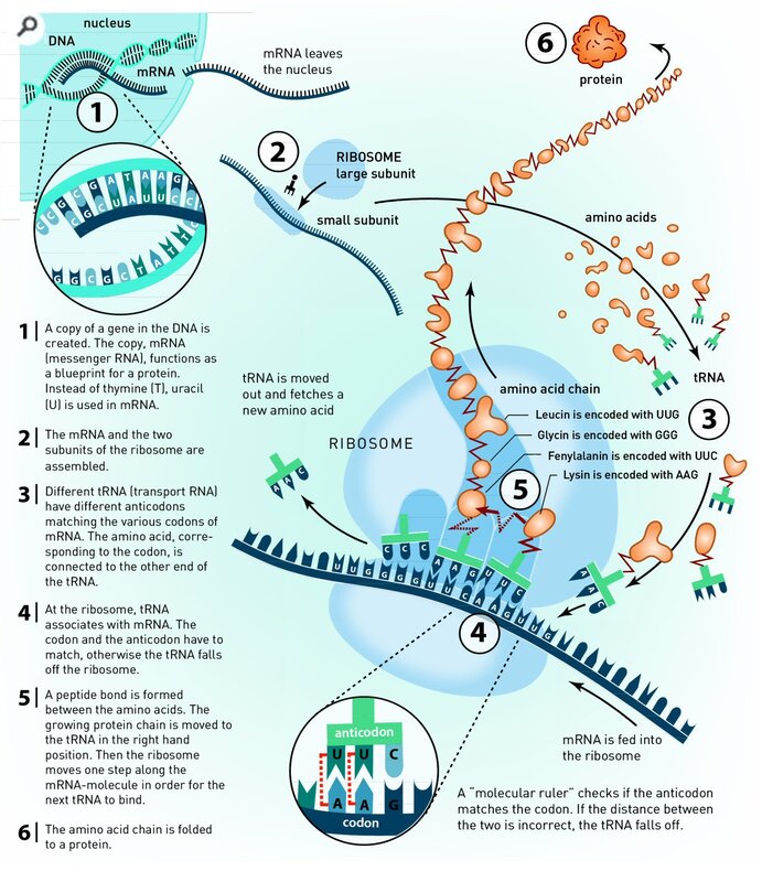 protein synthesis process