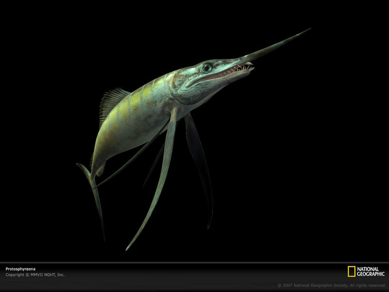 Protosphyraena prehistoric fish
