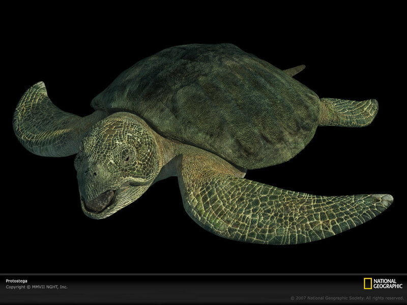Protostega sea turtle