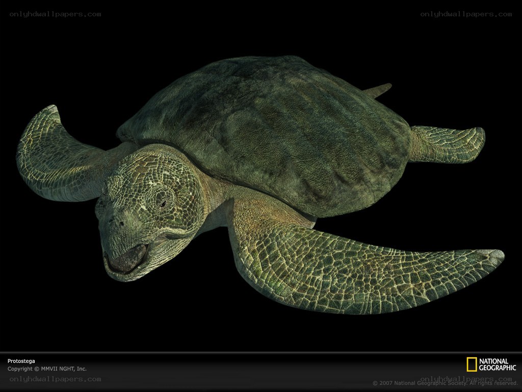 Protostega sea turtle