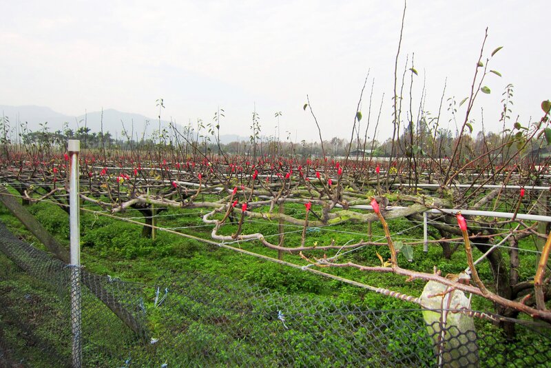 Pruned Grapevines in Field