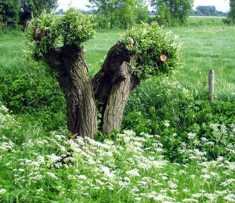 Pruned Pollard Tree