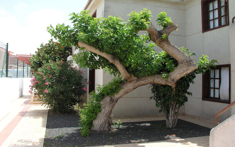 Pruned Tree in Courtyard