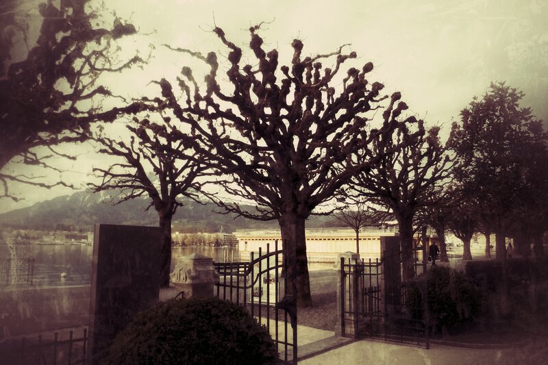 Pruned Trees by Lake