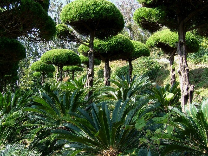 pruned trees in a garden