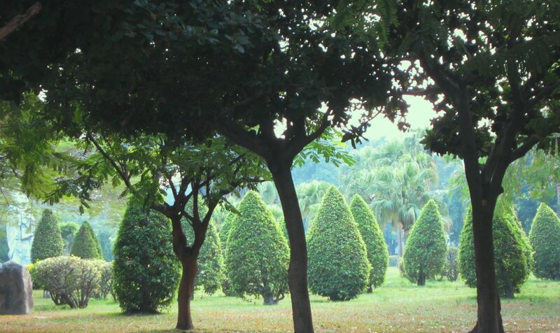 Pruned Trees in Park
