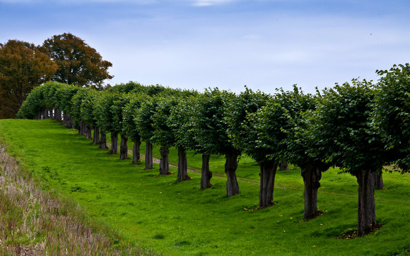 Pruned Trees in Row