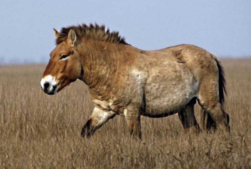 Przewalski's Horse