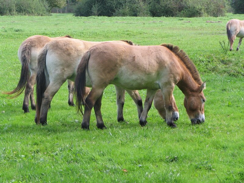 Przewalski's Horses Grazing — Green