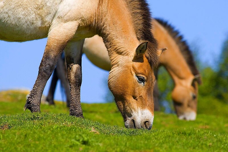 Przewalski's Horses Grazing