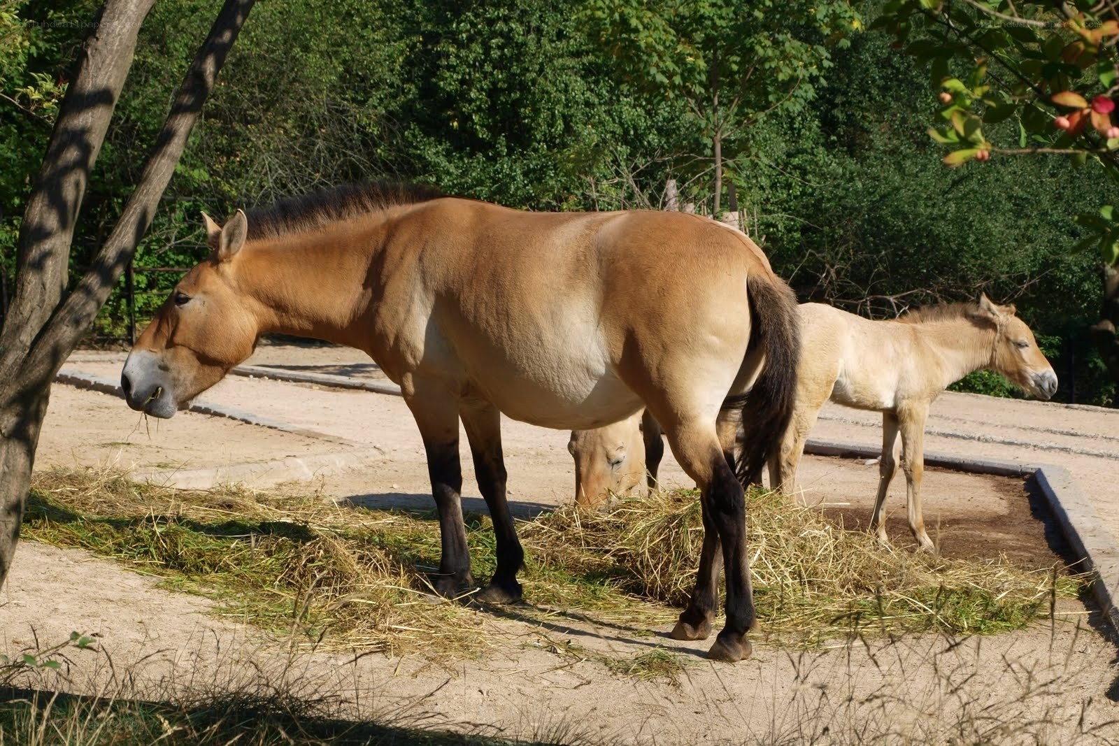 Przewalski's horses in enclosure