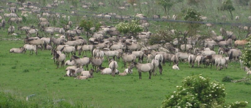 Przewalski's Horses in Field