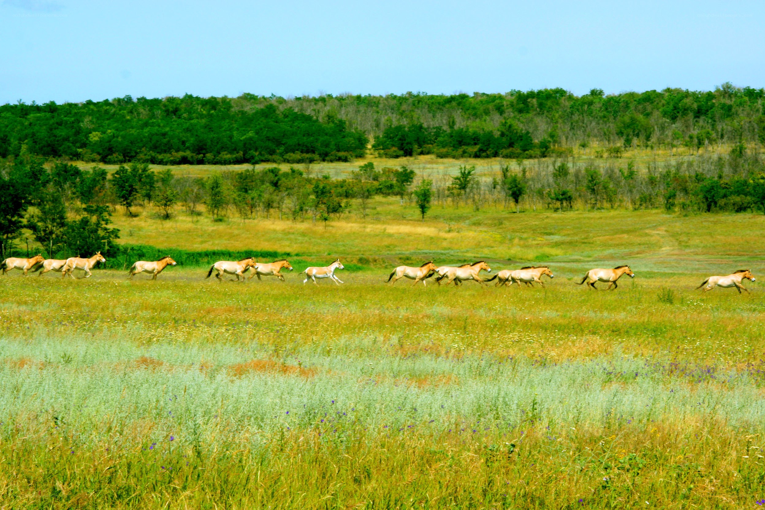 Przewalski's horses running
