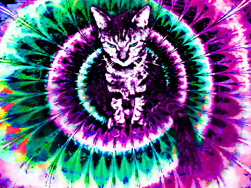 psychedelic cat art