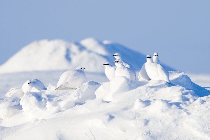 Ptarmigan Birds in Snow