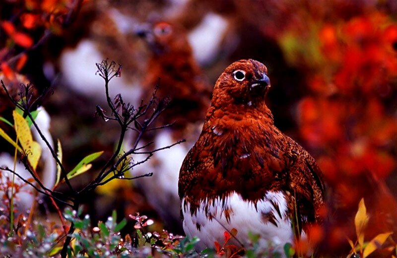 Ptarmigan in Autumn