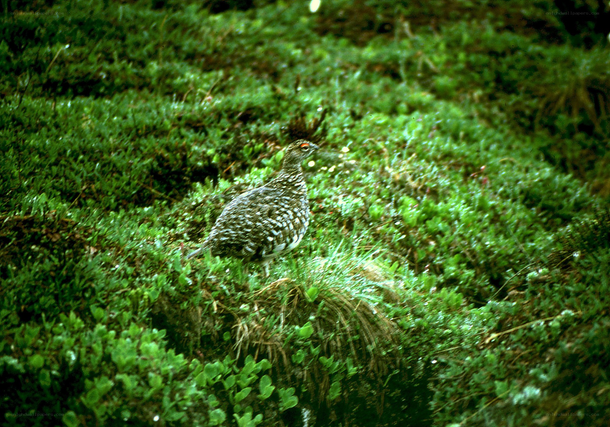 Ptarmigan in green shrubbery