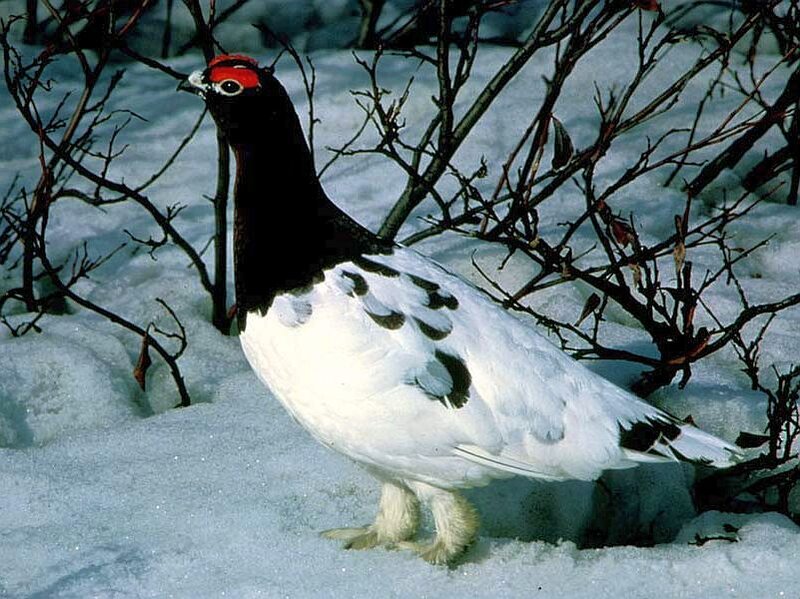 Ptarmigan in Snow