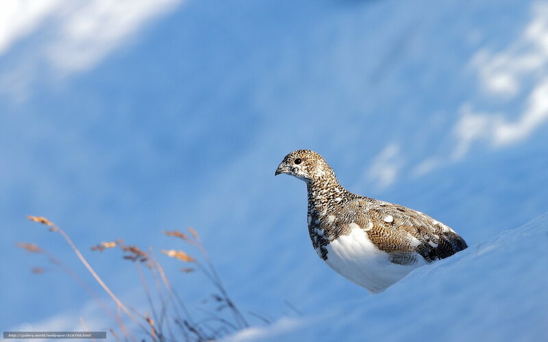 Ptarmigan in snowy landscape