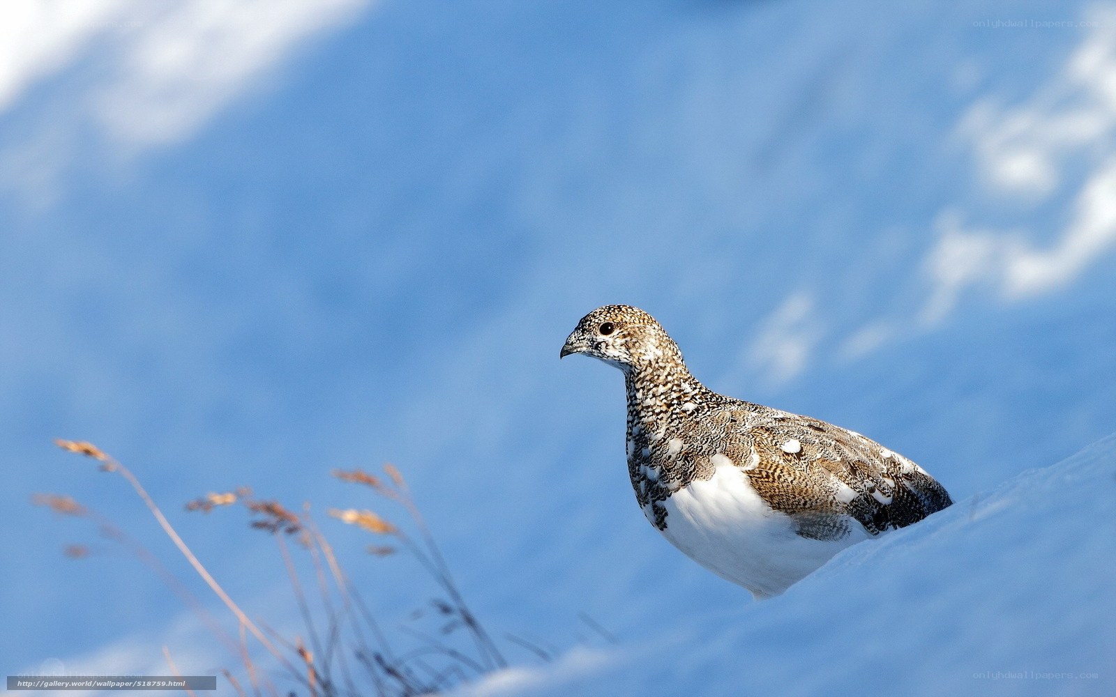 Ptarmigan in snowy landscape