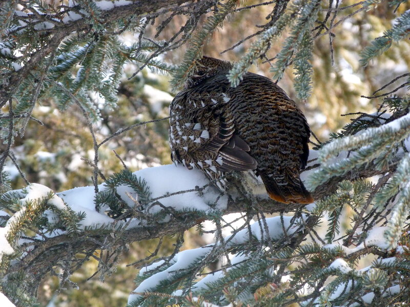 Ptarmigan in Tree