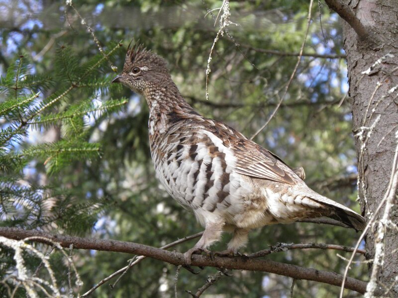 Ptarmigan on a tree branch