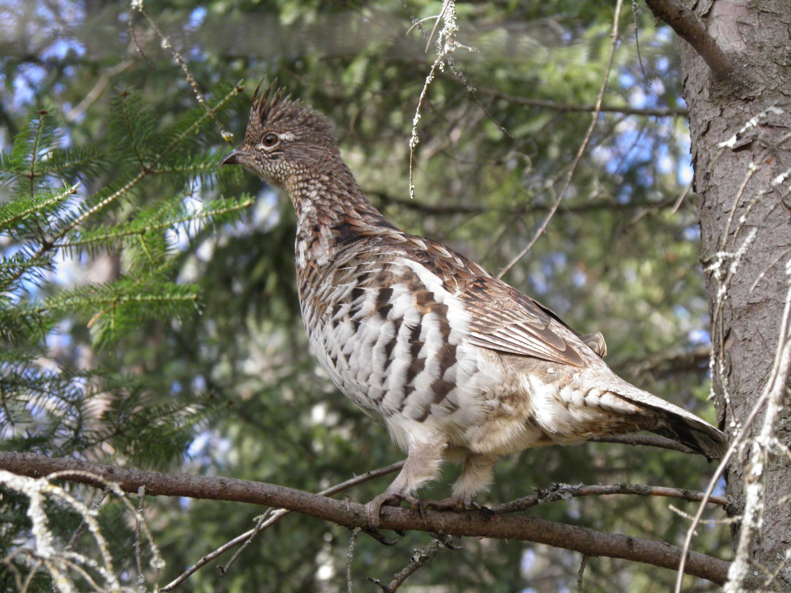 Ptarmigan on a tree branch