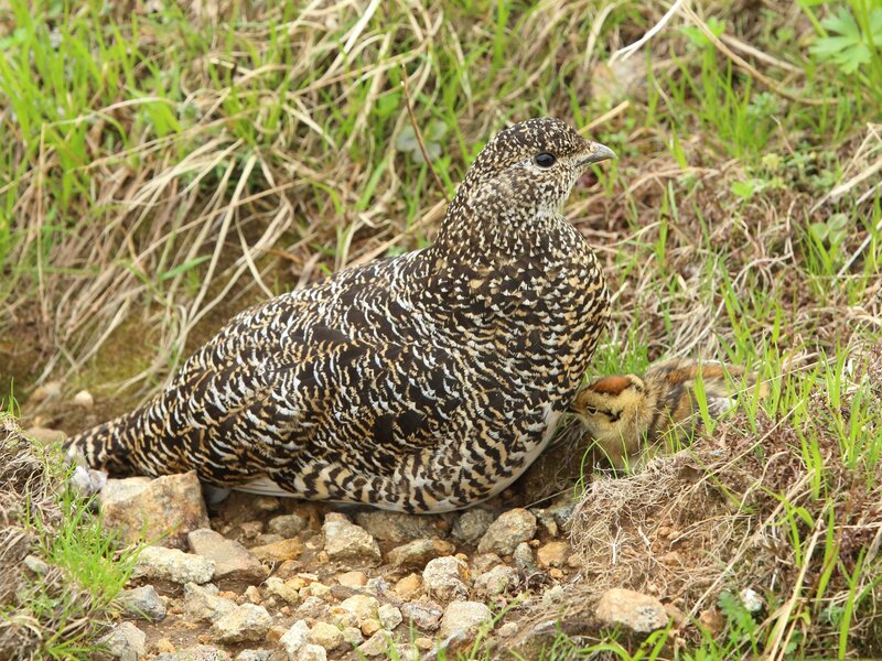 Ptarmigan with chick in grass